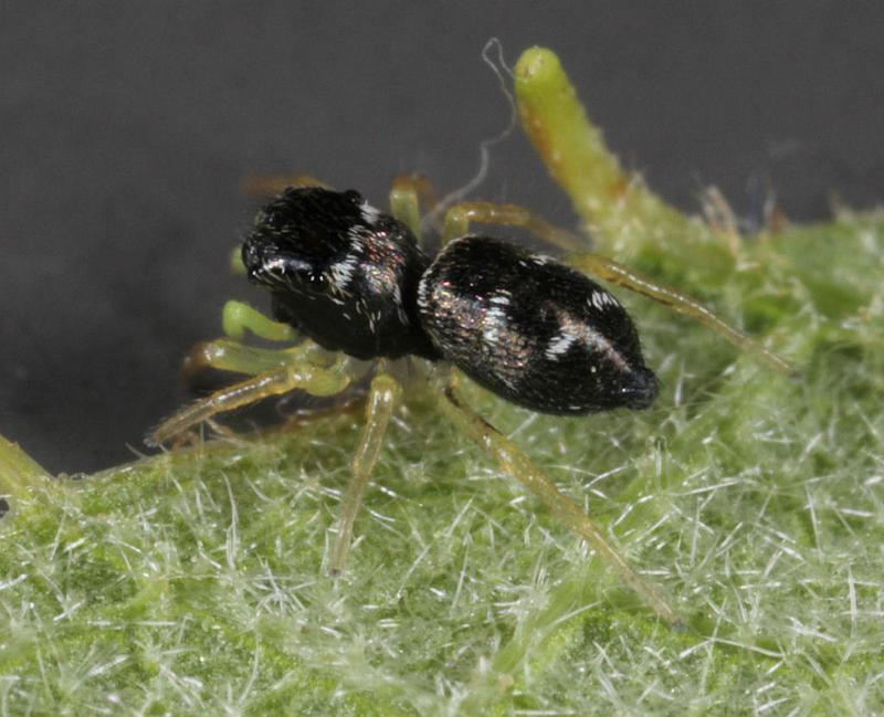 Heliophanus_ZZXYX_D8191_Z_88_Bij afgraving_Nederland.jpg